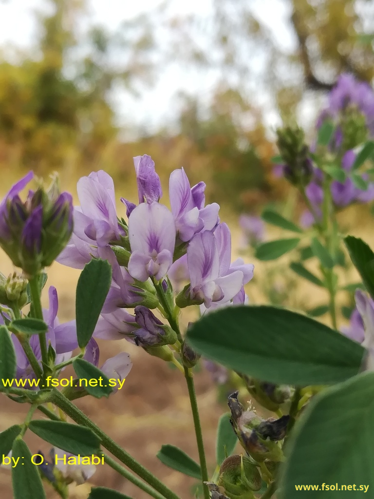 Medicago sativa  L